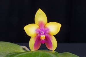 Phalaenopsis Chienlung Happy Queen 'Norman' AM/AOS 83 pts.